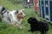Diaschow: Ahke und erste Hundebegegnungen